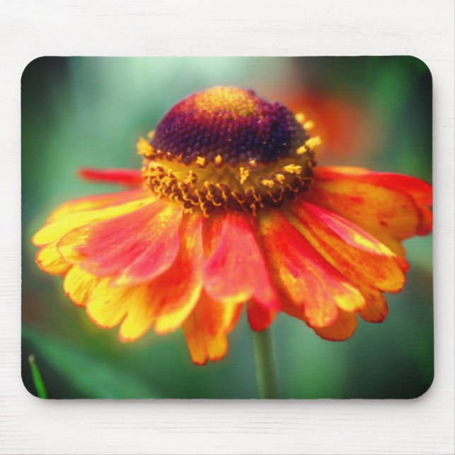 Orange Yellow Zinnia Daisy Flower  Mouse Mat (Front)