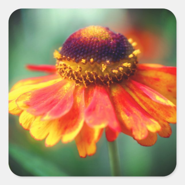 Orange Yellow Zinnia Flower  Square Sticker (Front)