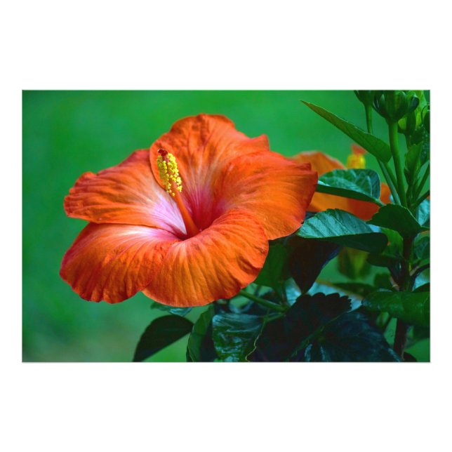 Orange You Gorgeous Poster (Front)