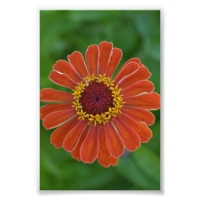 Orange Zinna flower blossom floral photography Photo Print (Front)
