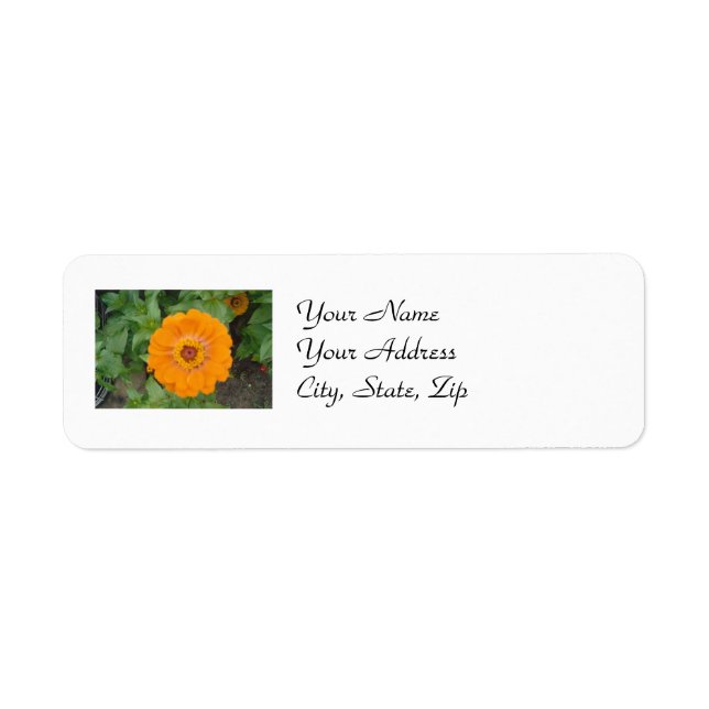 Orange Zinnia (Front)