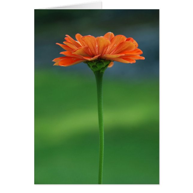 Orange Zinnia by Cynthia Turner Designs (Front)