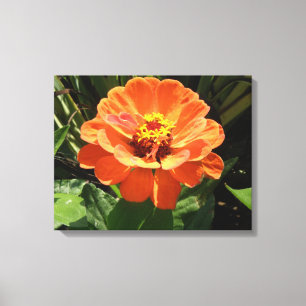 Orange Zinnia Canvas Print