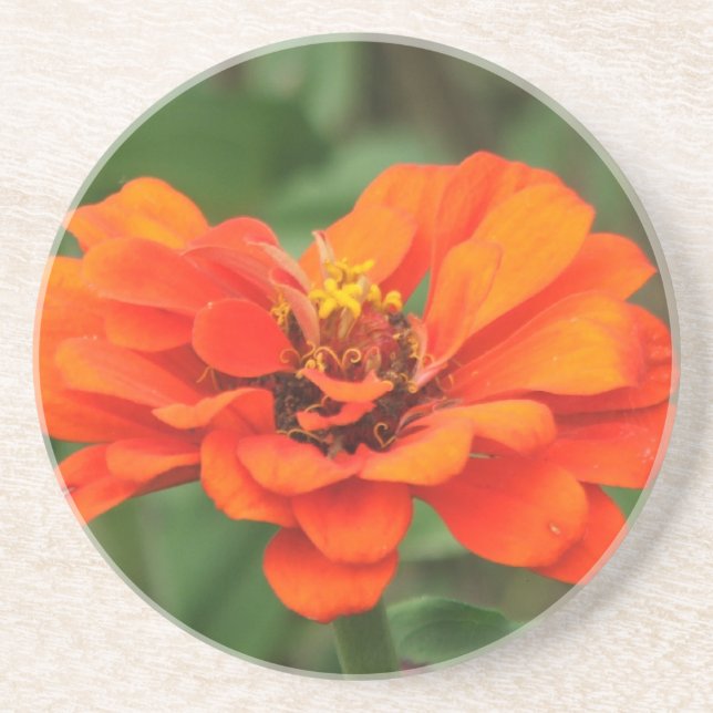 Orange Zinnia Coaster (Front)