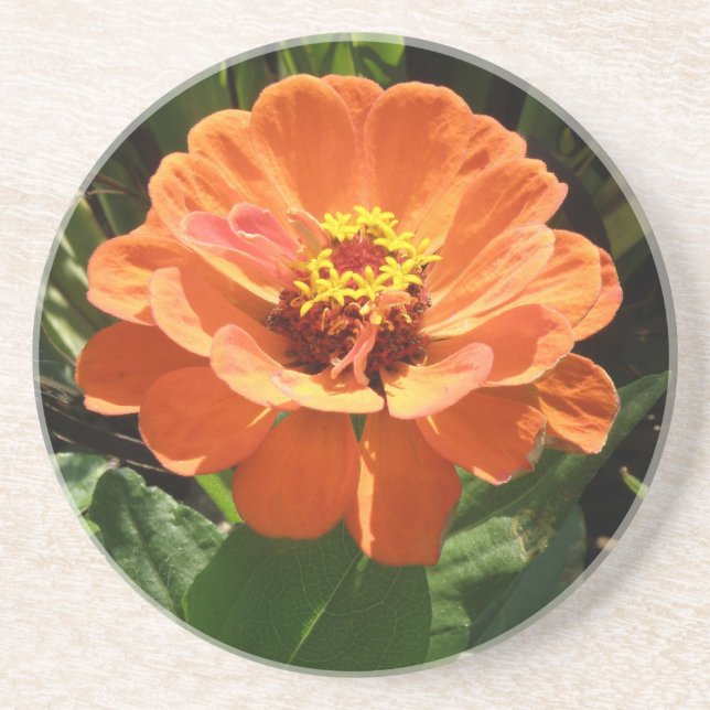 Orange Zinnia Coasters (Front)