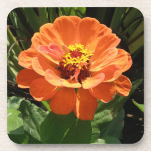 Orange Zinnia Cork Coaster