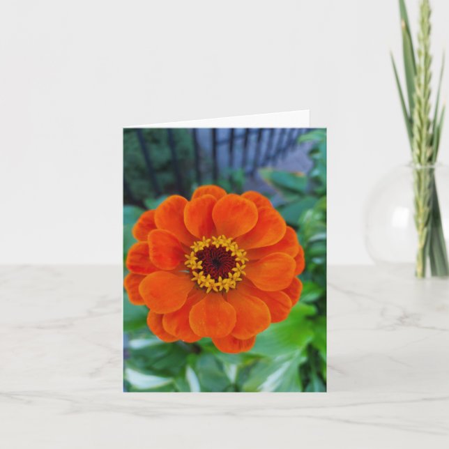 Orange zinnia flower  card (Front)