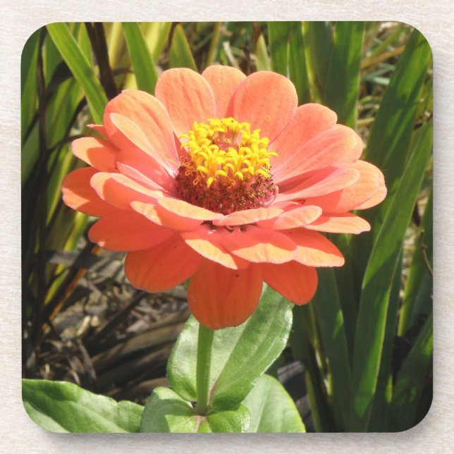 Orange Zinnia Flower Cork Coaster (Front)