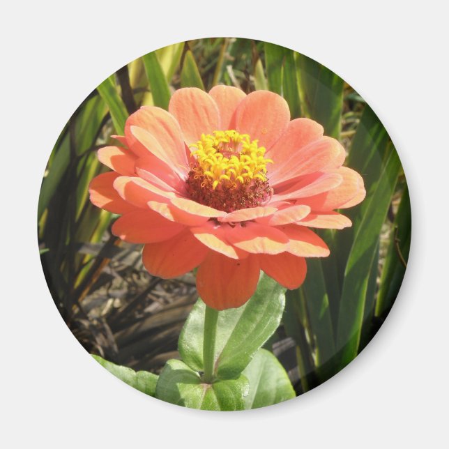Orange Zinnia Flower Magnet (Front)