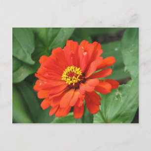 Orange Zinnia Flower Postcard