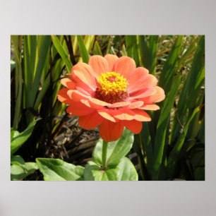 Orange Zinnia Flower Print