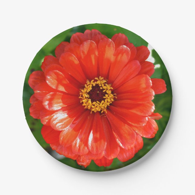 Orange  Zinnia Paper Plate (Front)