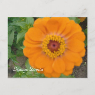 Orange Zinnia Postcard