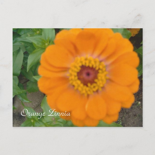 Orange Zinnia Postcard (Front)