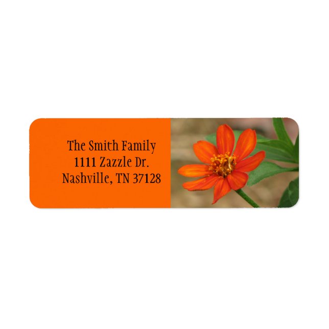 Orange Zinnia Profusion (Front)