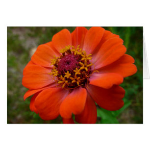 Orange Zinnia Wildflower Nature Floral