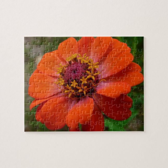 Orange Zinnia Wildflower Nature Floral Jigsaw Puzzle (Horizontal)