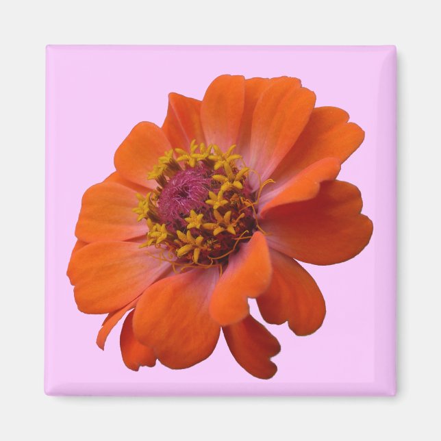 Orange Zinnia Wildflower Nature Floral Magnet (Front)