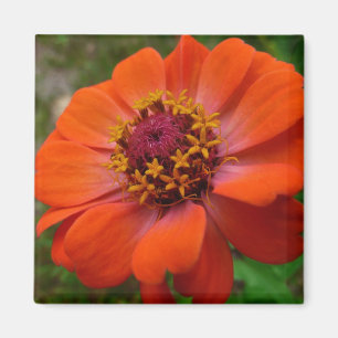 Orange Zinnia Wildflower Nature Floral Magnet