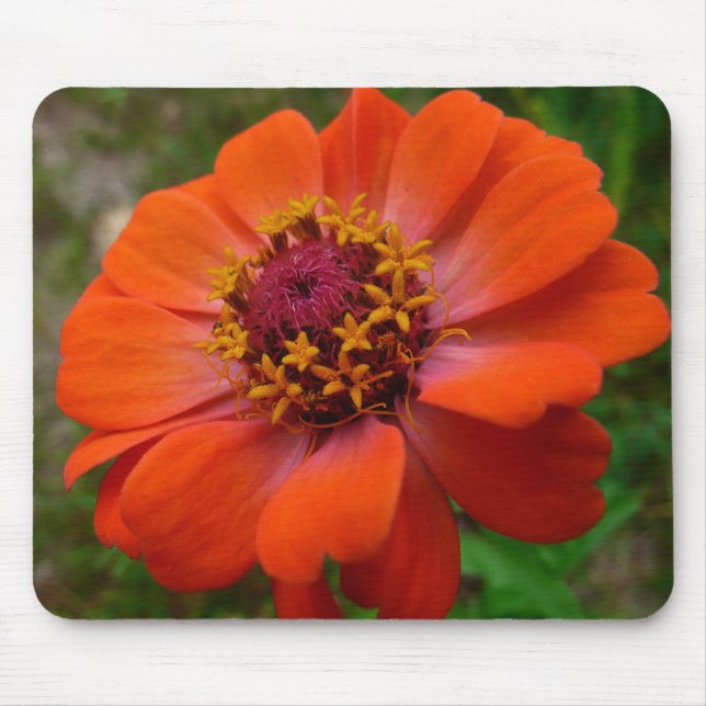 Orange Zinnia Wildflower Nature Floral Mouse Mat (Front)