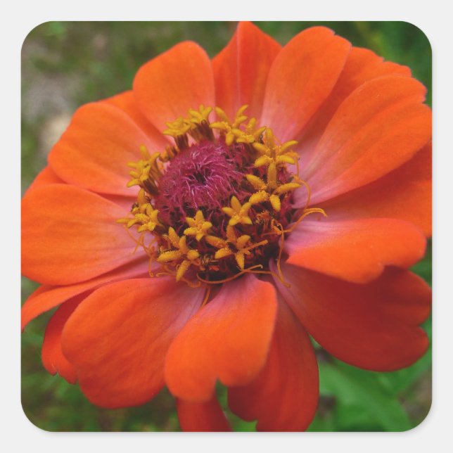Orange Zinnia Wildflower Nature Floral Square Sticker (Front)