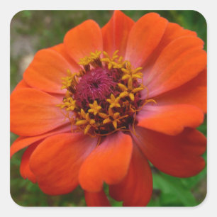 Orange Zinnia Wildflower Nature Floral Square Sticker