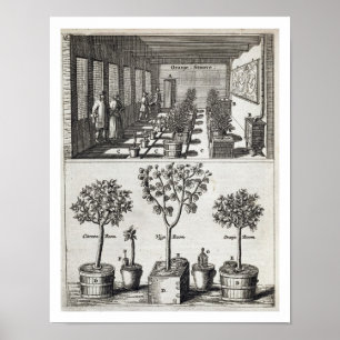 Orangery, from 'De Nederlandze Hesperides' by Jan Poster