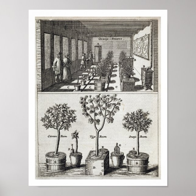 Orangery, from 'De Nederlandze Hesperides' by Jan Poster (Front)