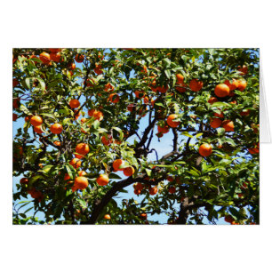 Oranges