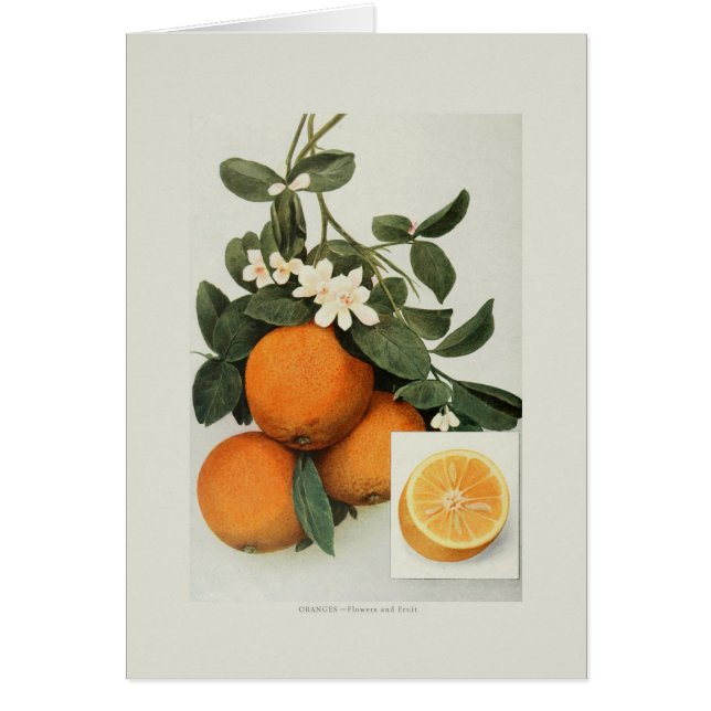 Oranges (Front)