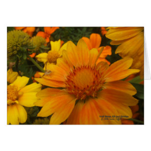 Oranges And Lemons Blanketflower With Crab Spider