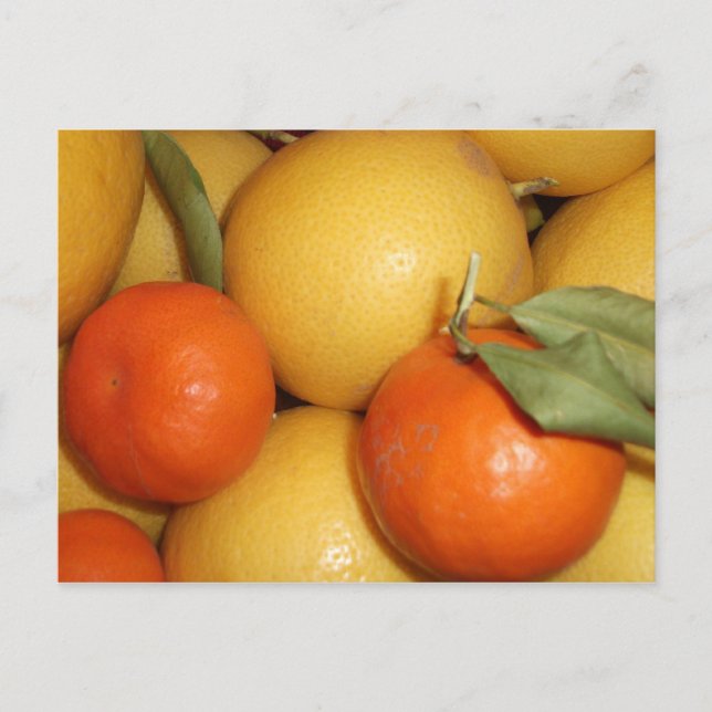 Oranges and Lemons Postcard (Front)