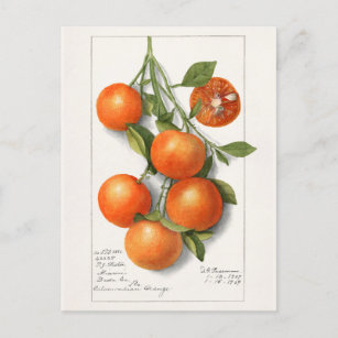 Oranges (Calamondian) Fruit Watercolor Painting Postcard