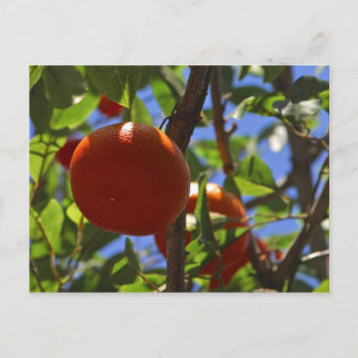 Oranges Fruit Trees Postcard