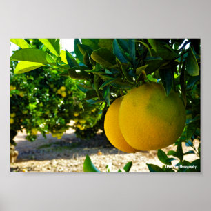 Oranges in Valencia Orange Grove Poster