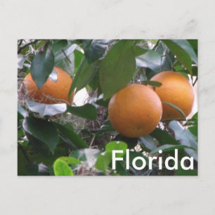 Oranges Photo Postcard