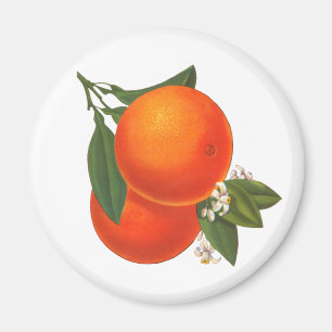 Oranges Vintage Crate Art Magnet