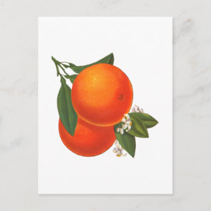 Oranges Vintage Crate Art Postcard