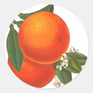 Oranges Vintage Crate Art Template Classic Round Sticker