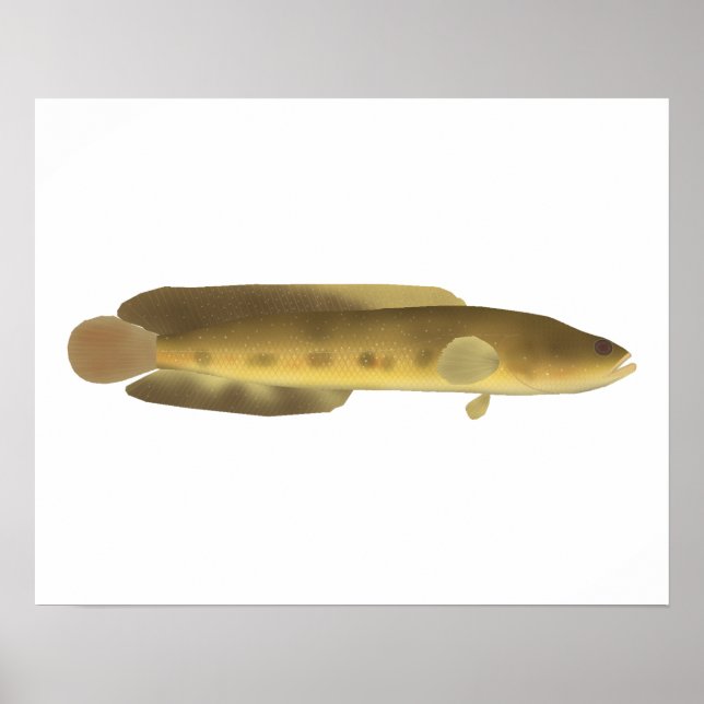 Orangespotted Snakehead Poster (Front)