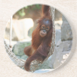 OrangUtan 001 Coaster