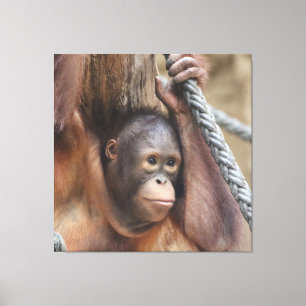 OrangUtan 002 Canvas Print
