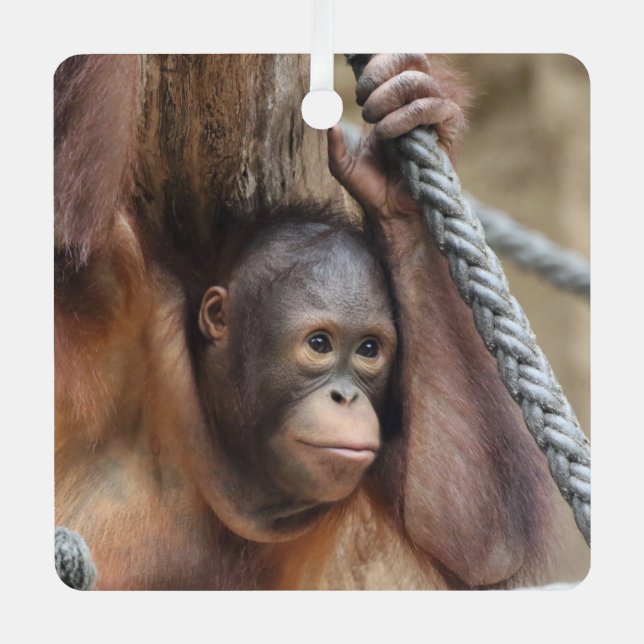 OrangUtan 002 Metal Tree Decoration (Front)
