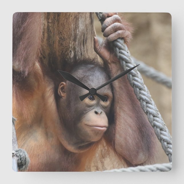 OrangUtan 002 Square Wall Clock (Front)