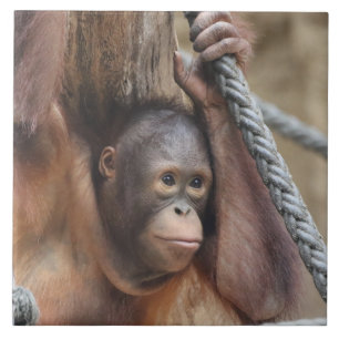 OrangUtan 002 Tile