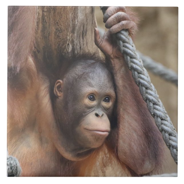 OrangUtan 002 Tile (Front)