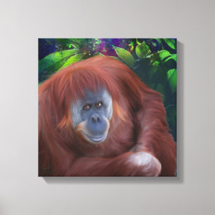 Orangutan 14x14 Stretched Canvas