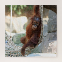 OrangUtan 2020-03-01