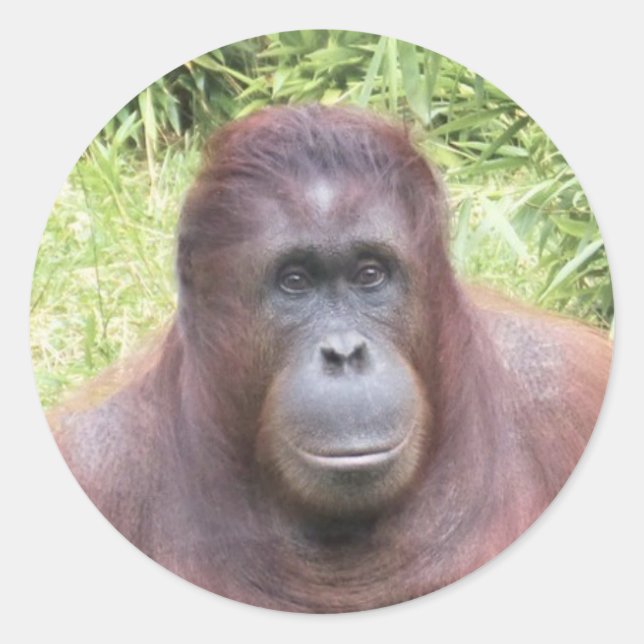 Orangutan Animal Portrait Photo Classic Round Sticker (Front)
