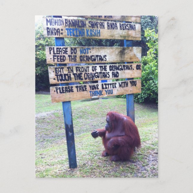 Orangutan at Camp Leakey , Island of Borneo Postcard (Front)